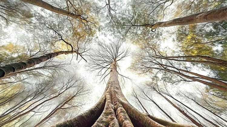 La revanche de l'arbre